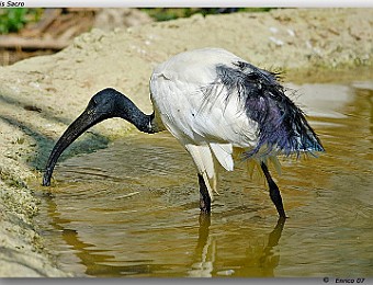Animali 080